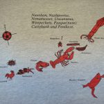 1994 species islands
