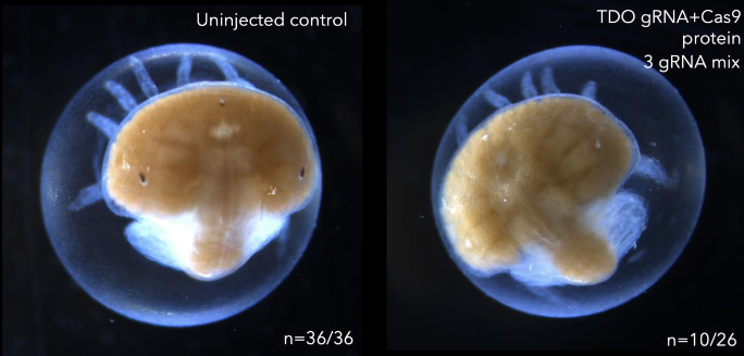 A photo of two small horseshoe crab embryos still in the egg. The one on the left has dark eye spots, and the one on the right has clear/whitish eye spots.