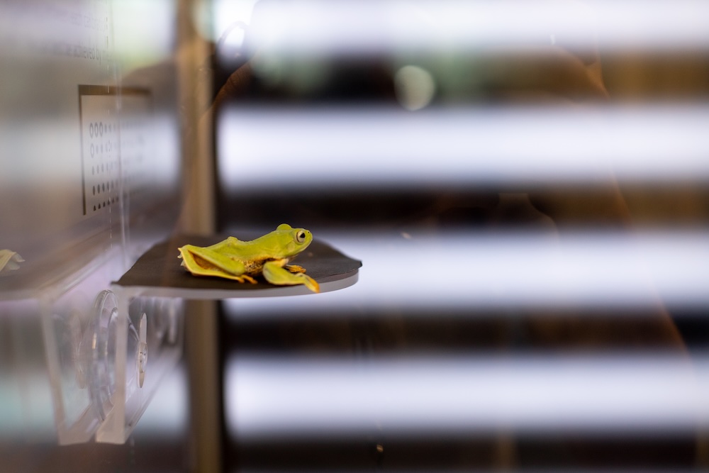 A tree frog rests on a metal plate inside a glass chamber.