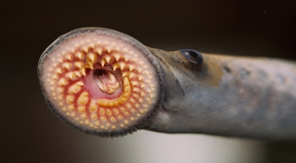 Lampreys in the Future