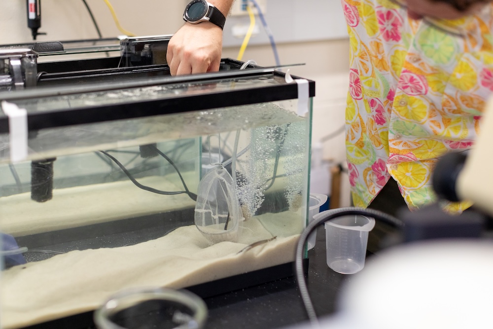 A fish tank with a man capturing a small lamprey, about 2 inches, long in a small net