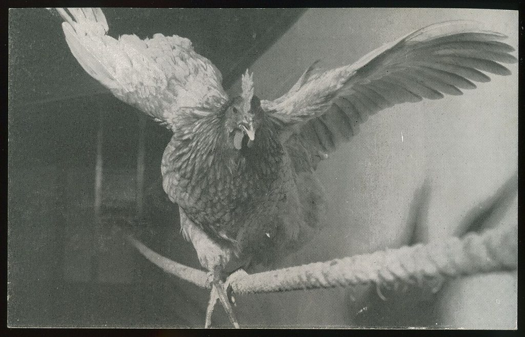 a black and white photo of a chicken walking across a rope