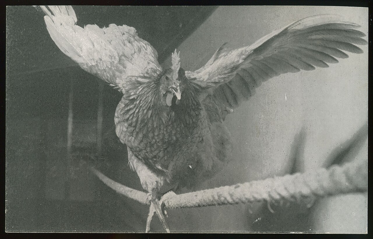How Birds Balance
